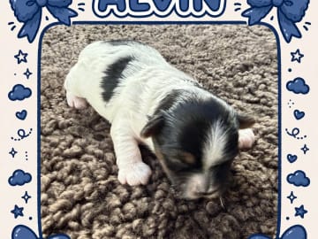 Alvin