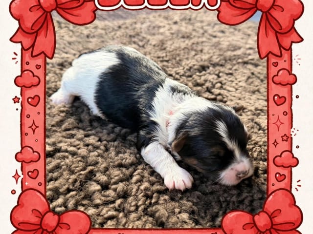 Puppy: Bella