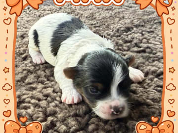 Max