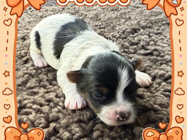 Puppy: Max