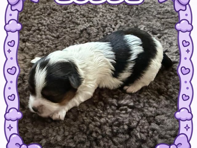 Puppy: Ludde