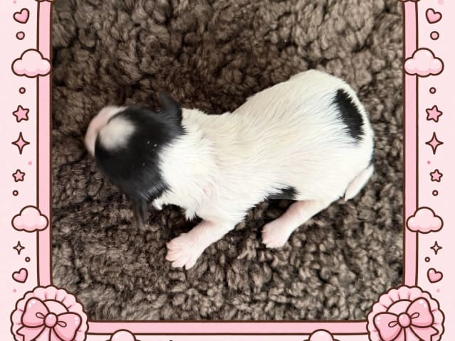 Puppy: Dottie