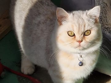 British Shorthair · Malmö · Dania