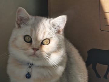 British Shorthair · Malmö · Dania