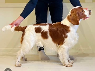 Lovely Design’s kennel