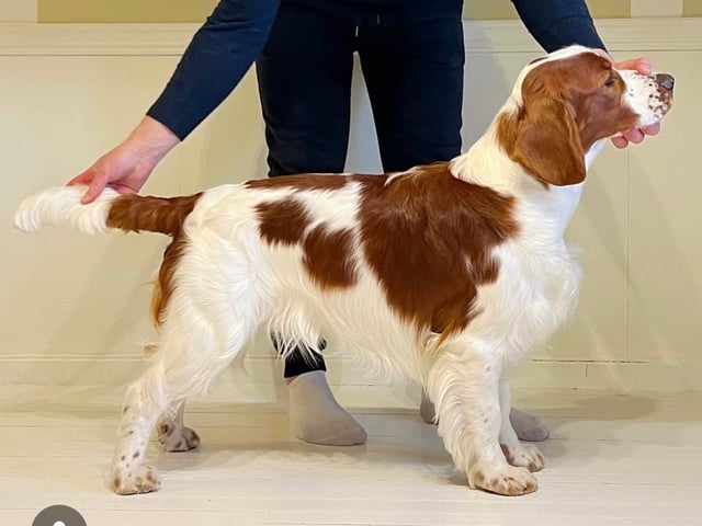Welsh springer spaniel