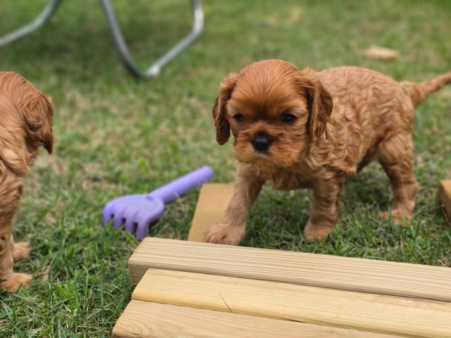 Cavalier king charles spaniel