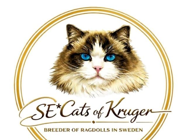 SE*Cats of Kruger