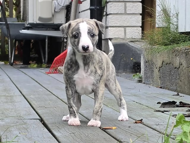 Whippet