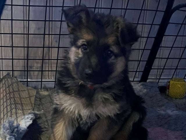 Schæferhund