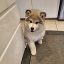 Alaskan Malamute