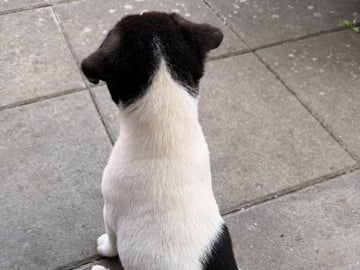 Jack Russell terrier · åstorp · Dzenita R.