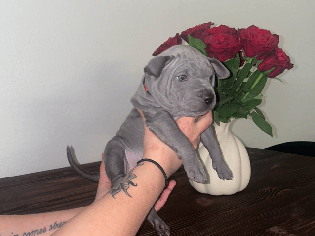 Thai ridgeback dog
