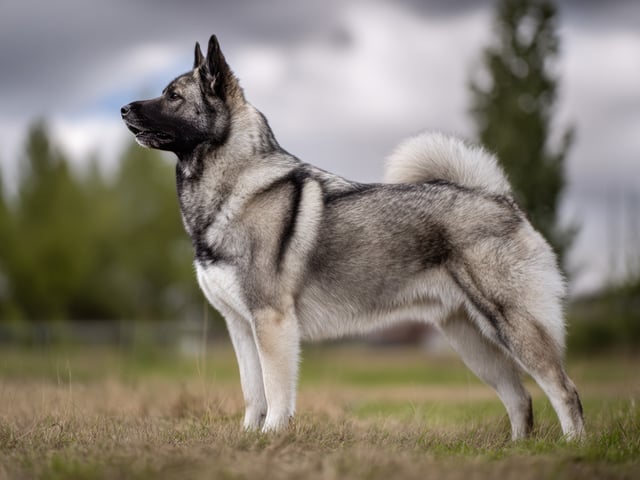 Norsk elghund – gråhund