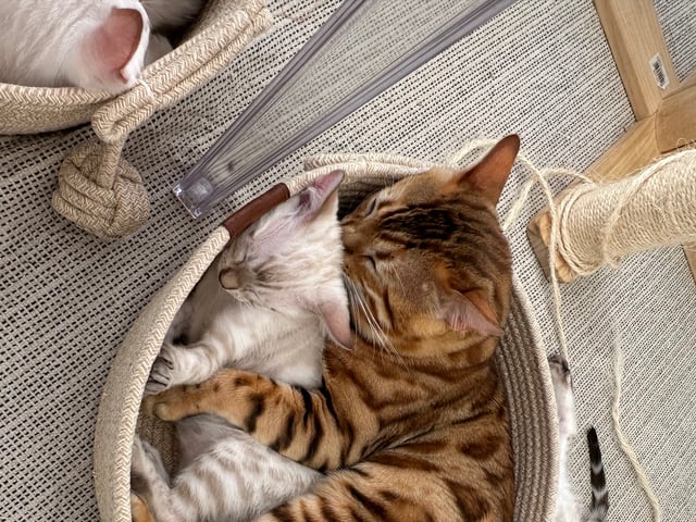 Far: Frankie