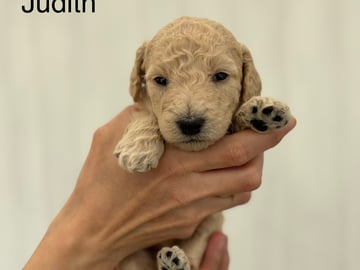 Lundatorpet