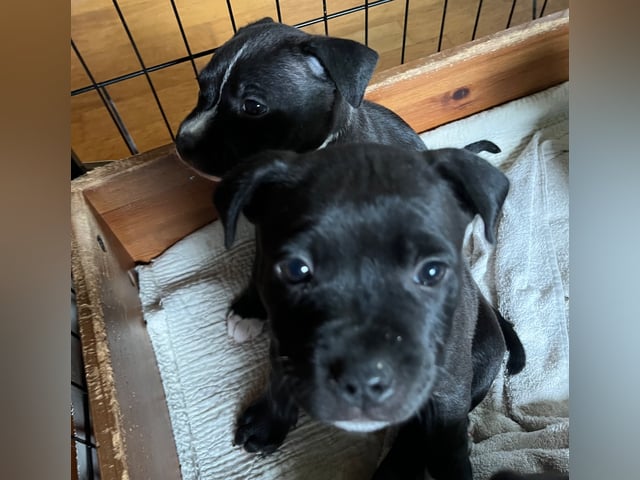 Staffordshire bull terrier