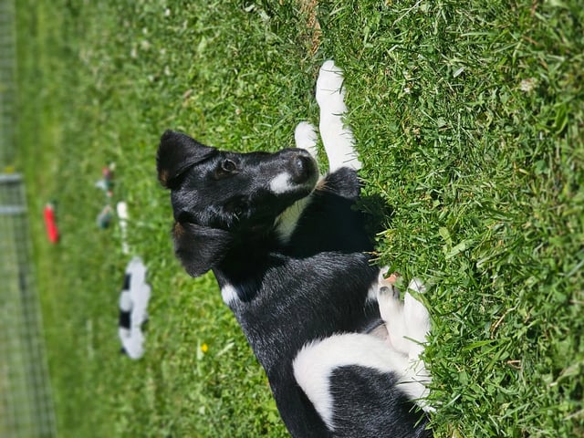 Glatfoxterrier