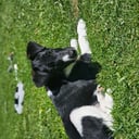 Fox terrier glatthåret