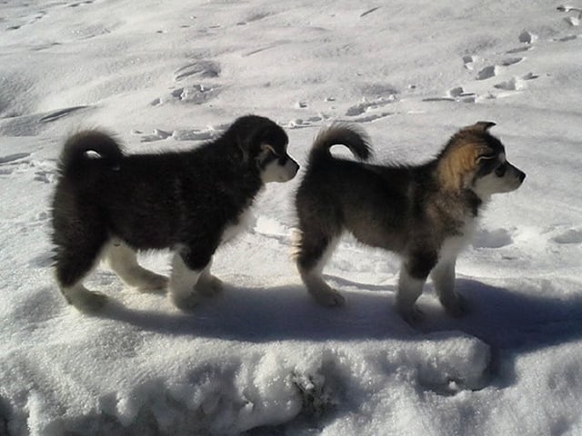 Alaskan malamute