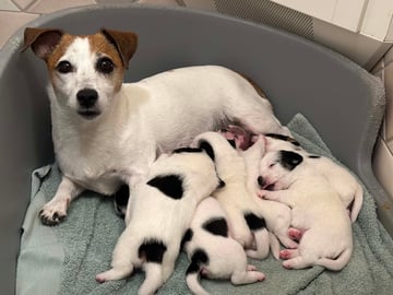 Limelight Kennels