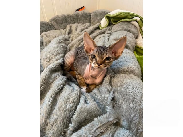 Devon Rex