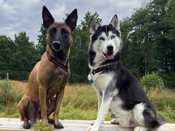 Husky Malinois · Ulricehamn · Husky Malinois