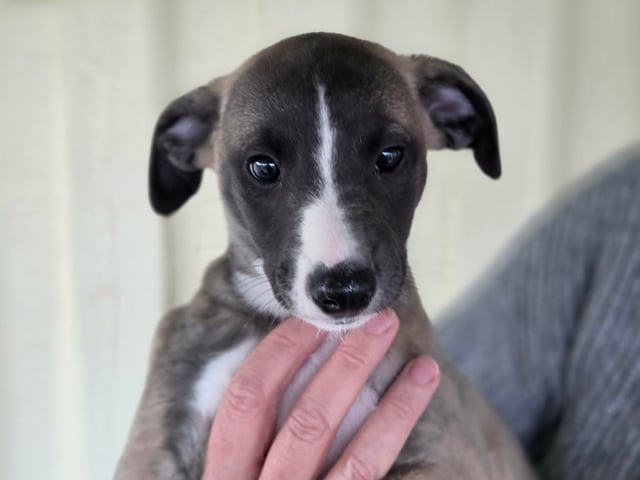 Whippet