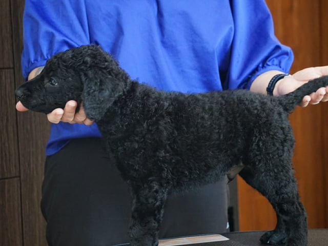 Curly coated retriever