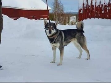 Eldsjöns Kennel