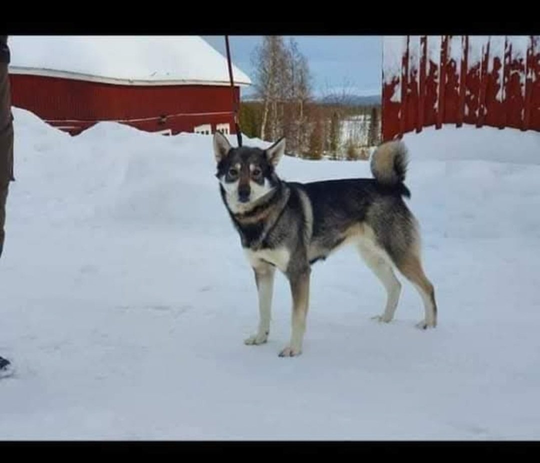 Eldsjöns Kennel
