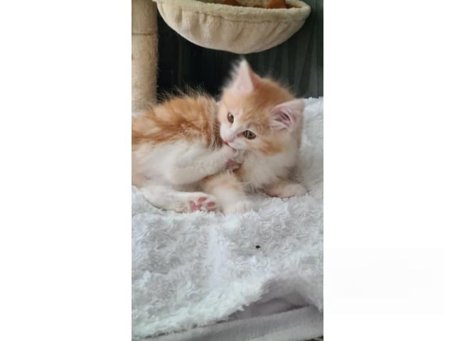 Kurilean Bobtail Longhair