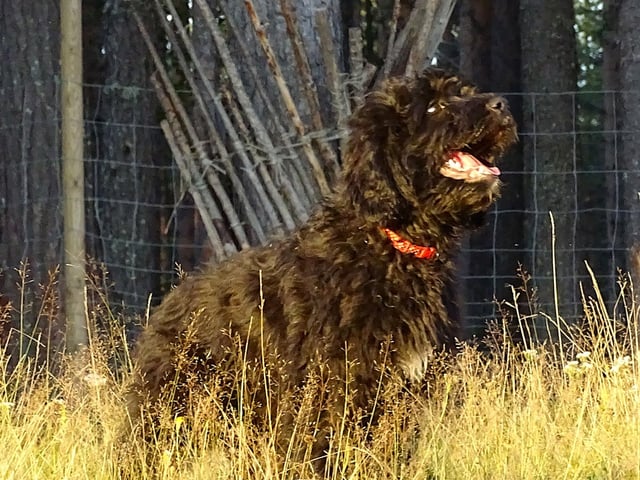 Bernerdoodle · Överkalix · Snabelsnutens Hus