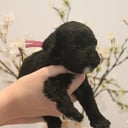 Cockerpoo