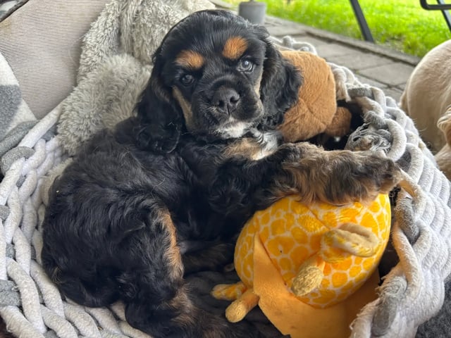 Amerikansk cocker spaniel
