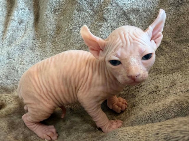 Sphynx