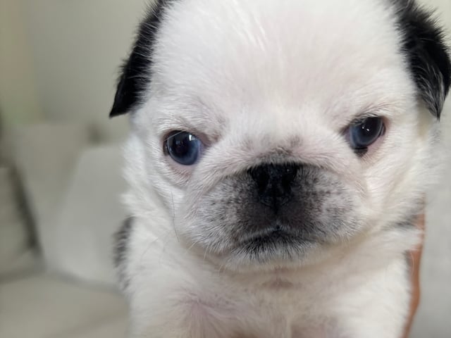 Mops