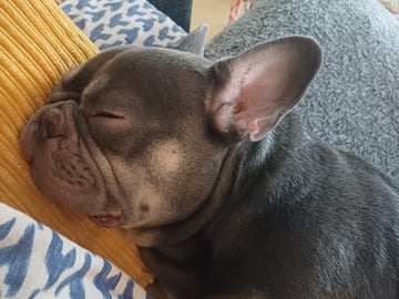 French Bulldog · Eslöv · Emma H.