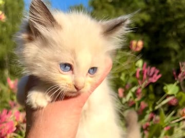 Fluffssons