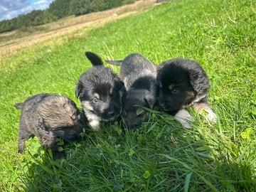 Siberian Husky · Stehag · Millie o Milo kennel