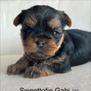 Yorkshire terrier