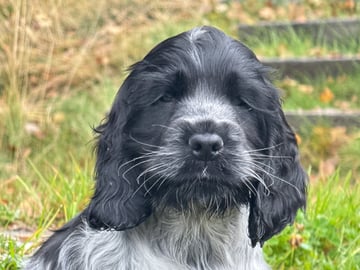 Cocker spaniel · Røyse · Kennel Fosliskrenten