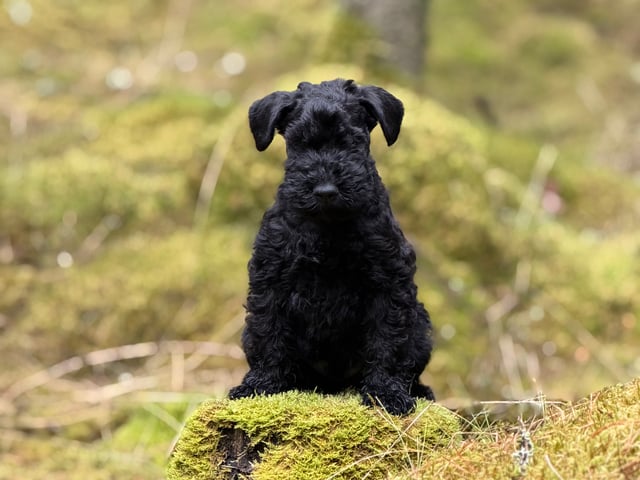 Kerry blue terrier