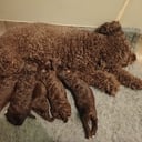 Australian labdradoodle
