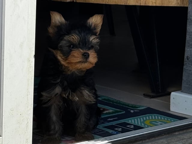 Yorkshire terrier
