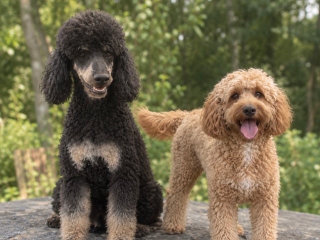 Shihpoo · Nol · Lyckliga Vovven