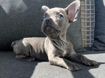 Fransk bulldog · Norrköping · Emiras frallor
