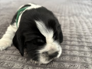 Cocker spaniel · Hallstavik · Passion Spaniels