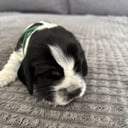Cocker spaniel