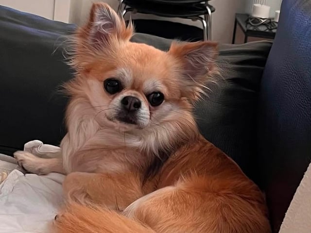 Chihuahua · Præstø · Deleted user
